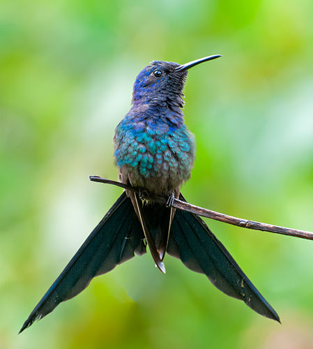 Swallow-tailed hummingbird